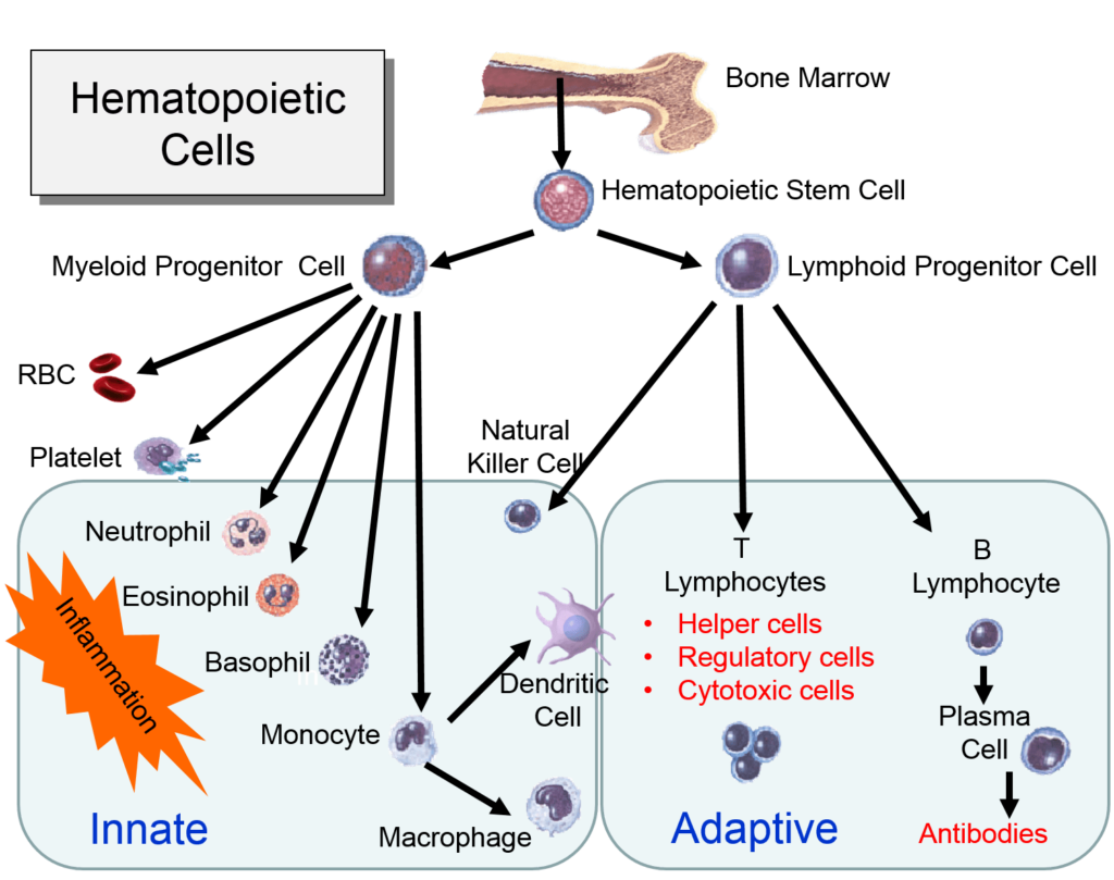 Hematopoetic-Cells