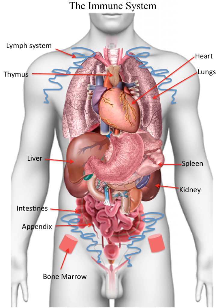 Immune-system-organs
