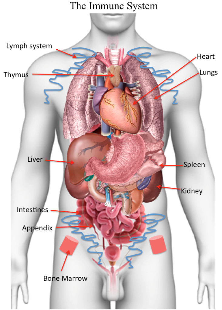 What Organs Does The Immune System Include