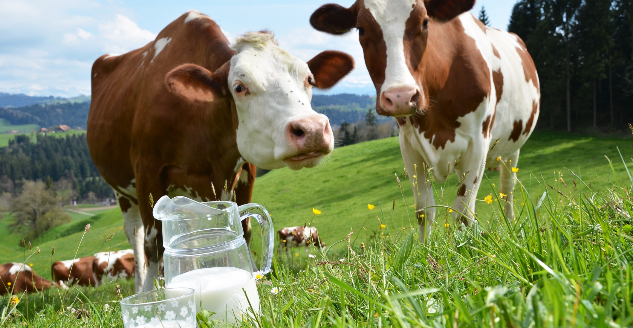 What Is Natural Cow Milk