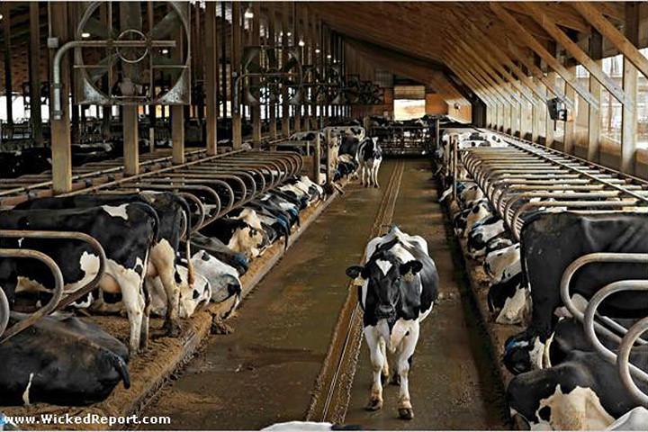 dairy-factory-farm